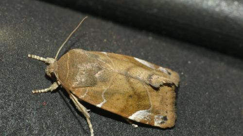 Cosmia affinis